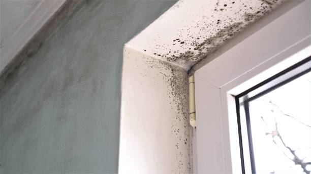 Best Air Quality Testing for Mold Spores  in Lake Telemark, NJ