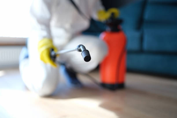 Best Basement Mold Removal  in Lake Telemark, NJ