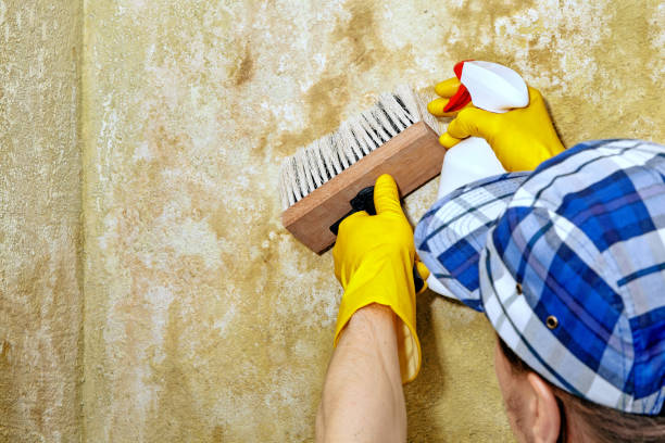 Best Mold Damage Restoration  in Lake Telemark, NJ