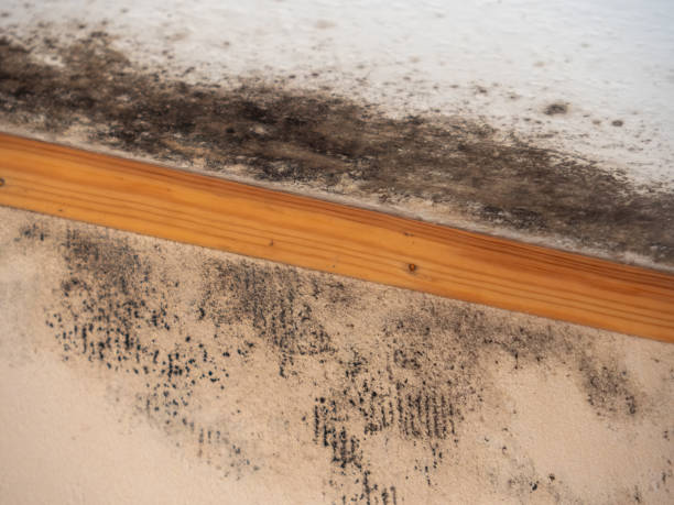 Best HVAC Mold Inspection and Cleaning  in Lake Telemark, NJ