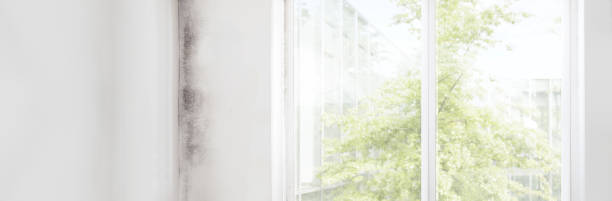 Best Emergency Mold Remediation  in Lake Telemark, NJ